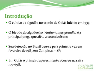 Introdução
 O cultivo de algodão no estado de Goiás iniciou em 1937;
 O bicudo do algodoeiro (Anthonomus grandis) é a
principal praga que afeta a cotonicultura;
 Sua detecção no Brasil deu-se pela primeira vez em
fevereiro de 1983 em Campinas – SP;
 Em Goiás o primeiro aparecimento ocorreu na safra
1997/98.
 