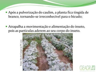  Após a pulverização do caulim, a planta fica tingida de
branco, tornando-se irreconhecível para o bicudo;
 Atrapalha a movimentação e alimentação do inseto,
pois as partículas aderem ao seu corpo do inseto.
Fonte:DiadeCamponaTV,2011.
 