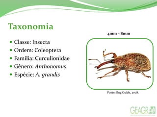 Taxonomia
 Classe: Insecta
 Ordem: Coleoptera
 Família: Curculionidae
 Gênero: Anthonomus
 Espécie: A. grandis
Fonte: Bug Guide, 2008.
4mm – 8mm
 