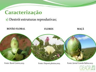 1) Destrói estruturas reprodutivas;
Fonte: Rural Centro,2013. Fonte: Jornal Grande Bahia,2013.Fonte: Deposit photos,2015.
Caracterização
BOTÃO FLORAL FLORES MAÇÃ
 