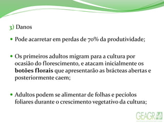 3) Danos
 Pode acarretar em perdas de 70% da produtividade;
 Os primeiros adultos migram para a cultura por
ocasião do florescimento, e atacam inicialmente os
botões florais que apresentarão as brácteas abertas e
posteriormente caem;
 Adultos podem se alimentar de folhas e pecíolos
foliares durante o crescimento vegetativo da cultura;
 