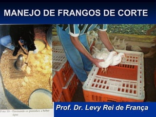 MANEJO DE FRANGOS DE CORTE
Prof. Dr. Levy Rei de França
 