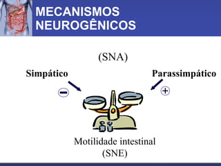 MECANISMOS NEUROGÊNICOS Motilidade intestinal (SNE) Simpático Parassimpático (SNA) 