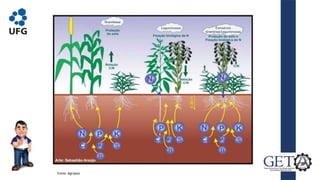 Adubação Verde
Fonte: Agropos
 