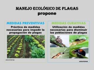 MANEJO ECOLÓGICO DE PLAGAS
                      propone

 MEDIDAS PREVENTIVAS         MEDIDAS CURATIVAS
   Práctica de medidas         Utilización de medidas
necesarias para impedir la   necesarias para disminuir
  propagación de plagas      las poblaciones de plagas




JOGUITOPAR
                                                JOGUITOPAR
 