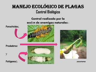 MANEJO ECOLÓGICO DE PLAGAS
                      Control Biológico
                   Control realizado por la
                acción de enemigos naturales :
Parasitoides,




Predadores

y

Patógenos).                                      JOGUITOPAR
 