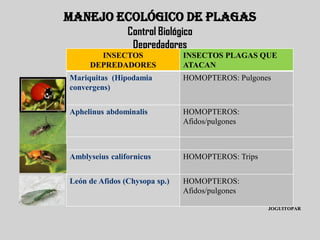 MANEJO ECOLÓGICO DE PLAGAS
                Control Biológico
                 Depredadores
       INSECTOS                INSECTOS PLAGAS QUE
     DEPREDADORES              ATACAN
Mariquitas (Hipodamia          HOMOPTEROS: Pulgones
convergens)


Aphelinus abdominalis          HOMOPTEROS:
                               Afidos/pulgones



Amblyseius californicus        HOMOPTEROS: Trips


León de Afidos (Chysopa sp.)   HOMOPTEROS:
                               Afidos/pulgones

                                                   JOGUITOPAR
 