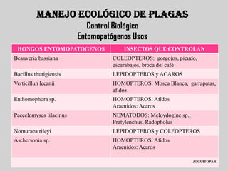 MANEJO ECOLÓGICO DE PLAGAS
                            Control Biológico
                         Entomopatógenos Usos
 HONGOS ENTOMOPATOGENOS                INSECTOS QUE CONTROLAN
Beauveria bassiana                 COLEOPTEROS: gorgojos, picudo,
                                   escarabajos, broca del café
Bacillus thurigiensis              LEPIDOPTEROS y ACAROS
Verticillun lecanii                HOMOPTEROS: Mosca Blanca, garrapatas,
                                   afidos
Enthomophora sp.                   HOMOPTEROS: Afidos
                                   Aracnidos: Acaros
Paecelomyses lilacinus             NEMATODOS: Meloydogine sp.,
                                   Pratylenchus, Radopholus
Nomuraea rileyi                    LEPIDOPTEROS y COLEOPTEROS
Áschersonia sp.                    HOMOPTEROS: Afidos
                                   Aracnidos: Acaros

                                                                 JOGUITOPAR
 