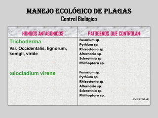 MANEJO ECOLÓGICO DE PLAGAS
                         Control Biológico

     HONGOS ANTAGONICOS               PATOGENOS QUE CONTROLAN
                                 Fusarium sp.
Trichoderma                      Pythium sp.
Var. Occidentalis, lignorum,     Rhizoctonia sp.
konigii, viride                  Alternaria sp.
                                 Sclerotinia sp.
                                 Phithoptora sp.


Gliocladium   virens             Fusarium sp.
                                 Pythium sp.
                                 Rhizoctonia sp.
                                 Alternaria sp.
                                 Sclerotinia sp.
                                 Phithoptora sp.
                                                         JOGUITOPAR
 