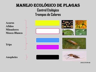 MANEJO ECOLÓGICO DE PLAGAS
                Control Etológico
               Trampas de Colores

Acaros
Afidos
Minadores
Mosca Blanca



Trips



Anopheles
                                     JOGUITOPAR
 