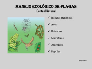 MANEJO ECOLÓGICO DE PLAGAS
        Control Natural
                 Insectos Benéficos

                 Aves

                 Batracios

                 Mamíferos

                 Arácnidos

                 Reptiles


                                       JOGUITOPAR
 