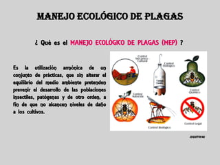 MANEJO ECOLÓGICO DE PLAGAS

         ¿ Qué es el MANEJO ECOLÓGICO DE PLAGAS (MEP) ?


Es la utilización armónica de un
conjunto de prácticas, que sin alterar el
equilibrio del medio ambiente pretenden
prevenir el desarrollo de las poblaciones
insectiles, patógenas y de otro orden, a
fin de que no alcancen niveles de daño
a los cultivos.



                                                          JOGUITOPAR
 