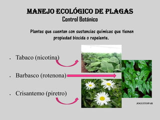 MANEJO ECOLÓGICO DE PLAGAS
                         Control Botánico
         Plantas que cuentan con sustancias químicas que tienen
                     propiedad biocida o repelente.


   Tabaco (nicotina)

   Barbasco (rotenona)

   Crisantemo (piretro)
                                                                  JOGUITOPAR
 