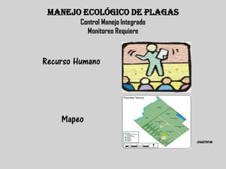 MANEJO ECOLÓGICO DE PLAGAS
         Control Manejo Integrado
           Monitoreo Requiere



Recurso Humano




    Mapeo

                                    JOGUITOPAR
 