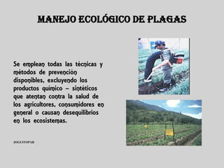 MANEJO ECOLÓGICO DE PLAGAS



Se emplean todas las técnicas y
métodos de prevención
disponibles, excluyendo los
productos químico – sintéticos
que atentan contra la salud de
los agricultores, consumidores en
general o causan desequilibrios
en los ecosistemas.

JOGUITOPAR
 