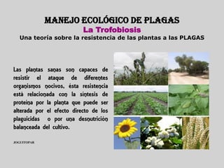 MANEJO ECOLÓGICO DE PLAGAS
                           La Trofobiosis
  Una teoría sobre la resistencia de las plantas a las PLAGAS




Las plantas sanas son capaces de
resistir el ataque de diferentes
organismos nocivos, ésta resistencia
está relacionada con la síntesis de
proteína por la planta que puede ser
alterada por el efecto directo de los
plaguicidas o por una desnutrición
balanceada del cultivo.

JOGUITOPAR
 