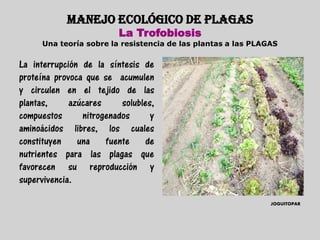 MANEJO ECOLÓGICO DE PLAGAS
                         La Trofobiosis
     Una teoría sobre la resistencia de las plantas a las PLAGAS


La interrupción de la síntesis de
proteína provoca que se acumulen
y circulen en el tejido de las
plantas,     azúcares     solubles,
compuestos      nitrogenados      y
aminoácidos libres, los cuales
constituyen una fuente de
nutrientes para las plagas que
favorecen su reproducción y
supervivencia.

                                                              JOGUITOPAR
 