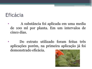 Eficácia
• A substância foi aplicada em uma media
de 100 ml por planta. Em um intervalos de
cinco dias.
• Do extrato utilizado foram feitas três
aplicações porém, na primeira aplicação já foi
demonstrado eficácia.
 