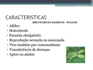 CARACTERISTICAS
• Afídeo
• Heterótrofo
• Parasita obrigatório
• Reprodução sexuada ou assexuada
• Vive também por comensalismo
• Transferência de doenças
• Aptos ou alados
BREVICORYNE BASSICAE - PULGÃO
 