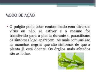 • O pulgão pode estar contaminado com diversos
vírus ou não, se estiver e o mesmo for
transferido para a planta durante o parasitismo
os sintomas logo aparecem. As mais comuns são
as manchas negras que são sintomas de que a
planta já está doente. Os órgãos mais afetados
são as folhas.
MODO DE AÇÃO
 