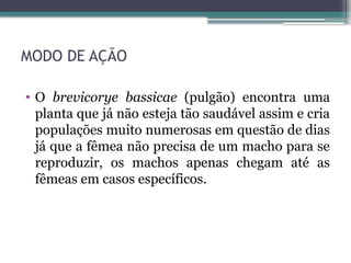 MODO DE AÇÃO
• O brevicorye bassicae (pulgão) encontra uma
planta que já não esteja tão saudável assim e cria
populações muito numerosas em questão de dias
já que a fêmea não precisa de um macho para se
reproduzir, os machos apenas chegam até as
fêmeas em casos específicos.
 