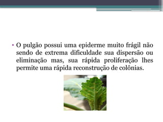 • O pulgão possui uma epiderme muito frágil não
sendo de extrema dificuldade sua dispersão ou
eliminação mas, sua rápida proliferação lhes
permite uma rápida reconstrução de colônias.
 