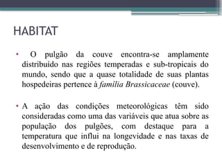HABITAT
• O pulgão da couve encontra-se amplamente
distribuído nas regiões temperadas e sub-tropicais do
mundo, sendo que a quase totalidade de suas plantas
hospedeiras pertence à família Brassicaceae (couve).
• A ação das condições meteorológicas têm sido
consideradas como uma das variáveis que atua sobre as
população dos pulgões, com destaque para a
temperatura que influi na longevidade e nas taxas de
desenvolvimento e de reprodução.
 
