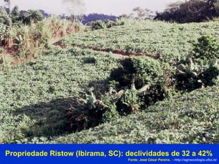 Propriedade Ristow (Ibirama, SC): declividades de 32 a 42% Fonte: José César Pereira.  -  http://agroecologia.ufsc.br 