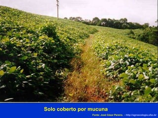 Solo coberto por mucuna Fonte: José César Pereira.  -  http://agroecologia.ufsc.br 