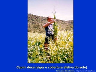Capim doce (vigor e cobertura efetiva do solo)‏ Fonte: José César Pereira.  -  http://agroecologia.ufsc.br 
