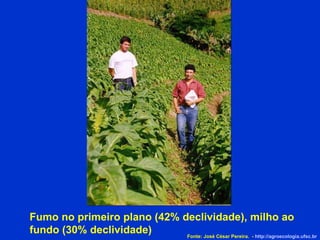 Fumo no primeiro plano (42% declividade), milho ao fundo (30% declividade)‏ Fonte: José César Pereira.  -  http://agroecologia.ufsc.br 