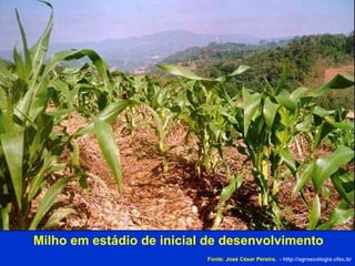 Milho em estádio de inicial de desenvolvimento   Fonte: José César Pereira.  -  http://agroecologia.ufsc.br 