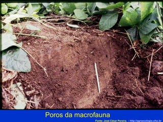Poros da macrofauna Fonte: José César Pereira.  -  http://agroecologia.ufsc.br 