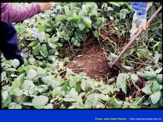 Fonte: José César Pereira.  -  http://agroecologia.ufsc.br 