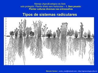 Tipos de sistemas radiculares Manejo (Agro)Ecológico do Solo solo protegido: Plantio direto sem herbicidas –  1. Sem pousio: Plantar culturas diversas nas entressafras Marcelo Venturi -  [email_address]  -  http://agroecologia.ufsc.br 