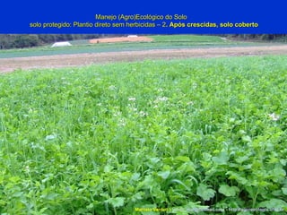 Manejo (Agro)Ecológico do Solo solo protegido: Plantio direto sem herbicidas – 2 . Após crescidas, solo coberto Marcelo Venturi -  [email_address]  -  http://agroecologia.ufsc.br 