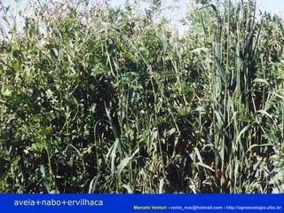 aveia+nabo+ervilhaca Marcelo Venturi -  [email_address]  -  http://agroecologia.ufsc.br 