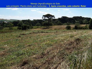 Manejo (Agro)Ecológico do Solo solo protegido: Plantio direto sem herbicidas –  3. Após crescidas, solo coberto: Rolar 
