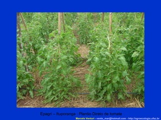 Epagri – Ituporanga : Plantio Direto de tomate Marcelo Venturi -  [email_address]  -  http://agroecologia.ufsc.br 