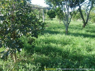 Marcelo Venturi -  [email_address]  -  http://agroecologia.ufsc.br 