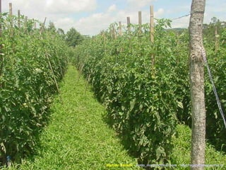 Marcelo Venturi -  [email_address]  -  http://agroecologia.ufsc.br 