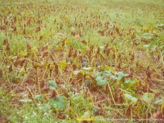 Marcelo Venturi -  [email_address]  -  http://agroecologia.ufsc.br 