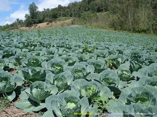 Marcelo Venturi -  [email_address]  -  http://agroecologia.ufsc.br 