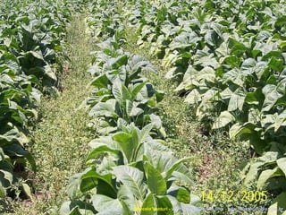 Marcelo Venturi -  [email_address]  -  http://agroecologia.ufsc.br 