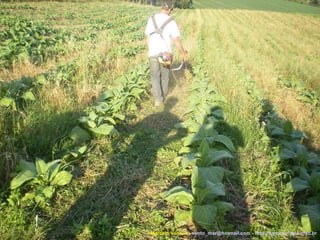 Marcelo Venturi -  [email_address]  -  http://agroecologia.ufsc.br 