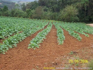 Marcelo Venturi -  [email_address]  -  http://agroecologia.ufsc.br 