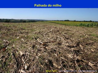 Palhada do milho Marcelo Venturi -  [email_address]  -  http://agroecologia.ufsc.br 