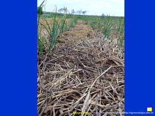 Marcelo Venturi -  [email_address]  -  http://agroecologia.ufsc.br 