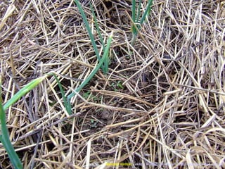 Marcelo Venturi -  [email_address]  -  http://agroecologia.ufsc.br 