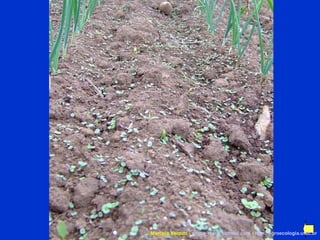 Marcelo Venturi -  [email_address]  -  http://agroecologia.ufsc.br 